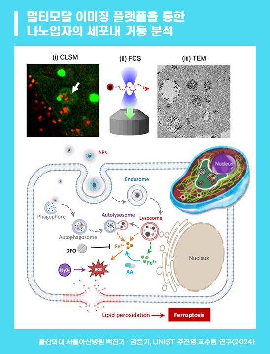 [도식도] 멀티모달 이미징 플랫폼을 통한 나노입자의 세포내 거동 분석